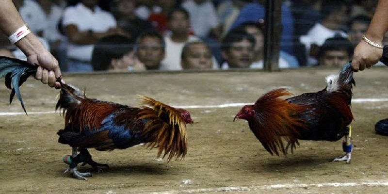 Cách tham gia cá cược đá gà - Thành viên thực hiện nạp tiền